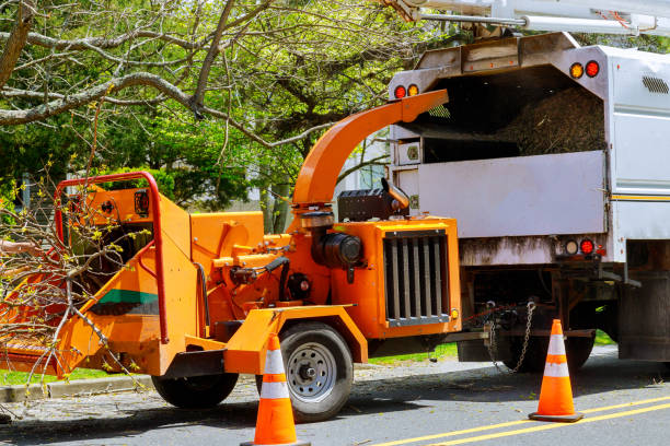 Best Arborist Consultation Services  in El Dorado Hills, CA