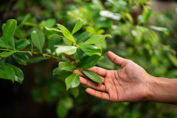 El Dorado Hills, CA Tree Services Company