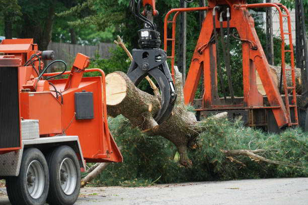 Best Fruit Tree Pruning  in El Dorado Hills, CA